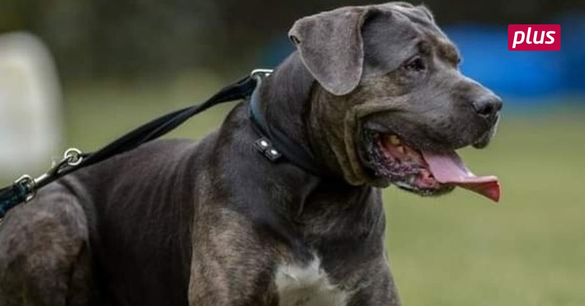 Besitzerin von totgefahrenem Hund meldet sich zu Wort